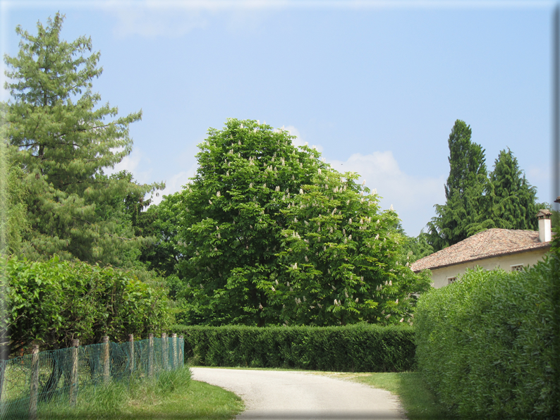 foto Paesaggi Collinari in Primavera